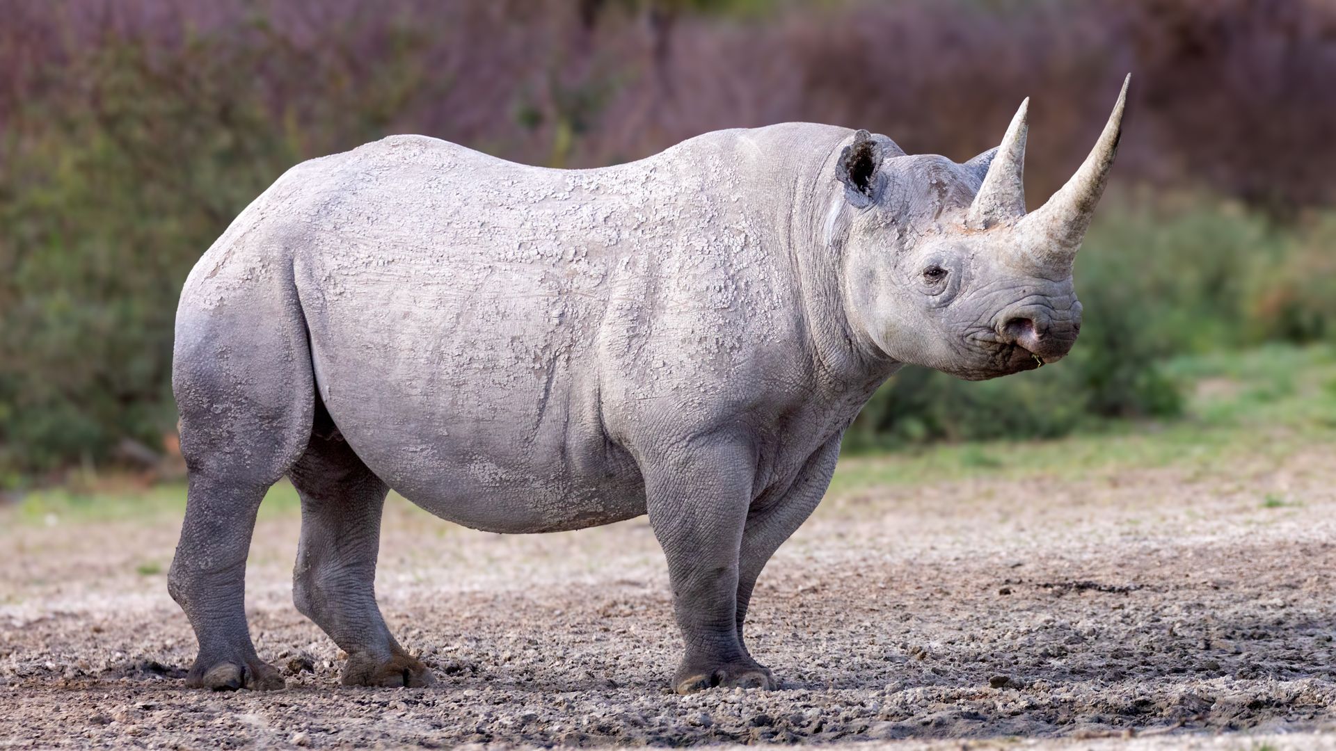 Nedbank Gravel Burn wildlife Black_Rhino