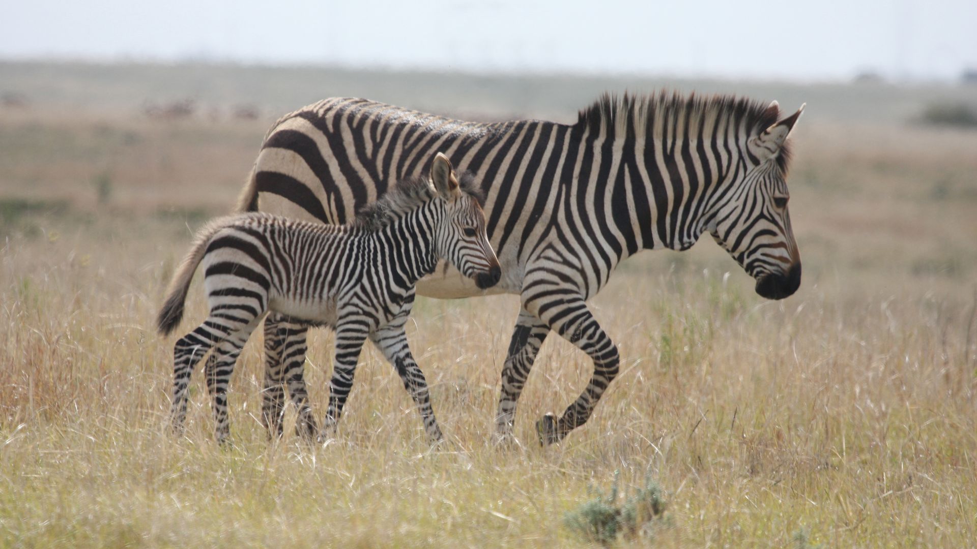 Nedbank Gravel Burn wildlife Cape_Mountain_Zebra