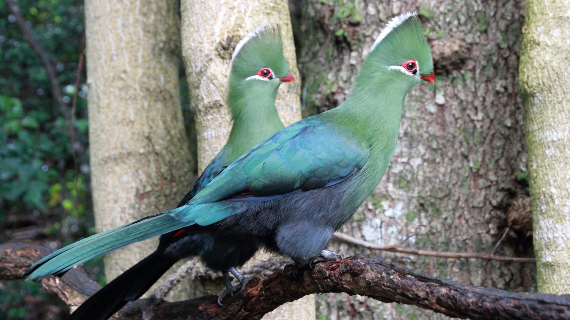 Nedbank Gravel Burn wildlife Knysna_Turacos
