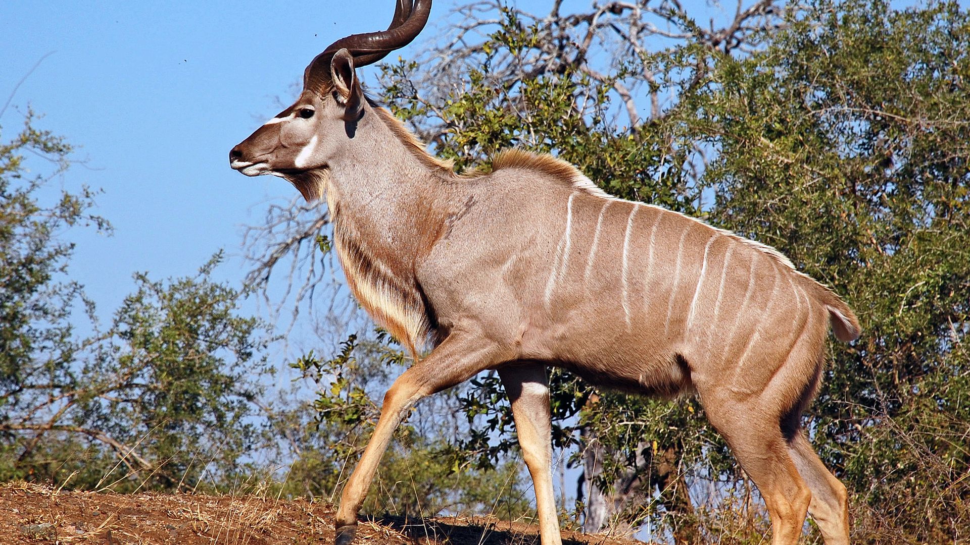 Nedbank Gravel Burn wildlife kudu