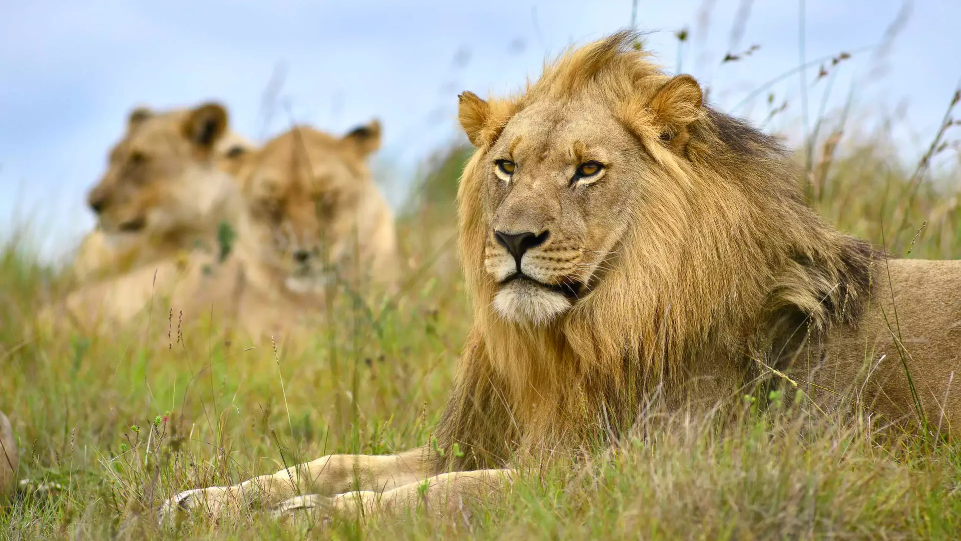 Nedbank Gravel Burn wildlife lion