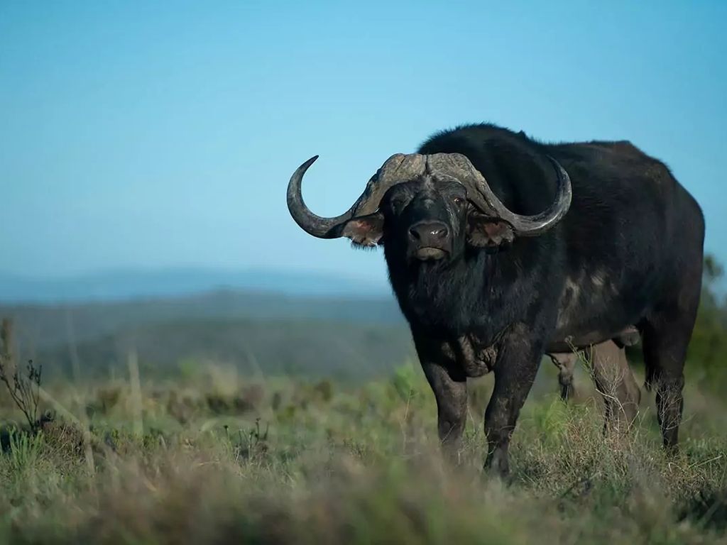 Nedbank Gravel Burn wildlife buffalo