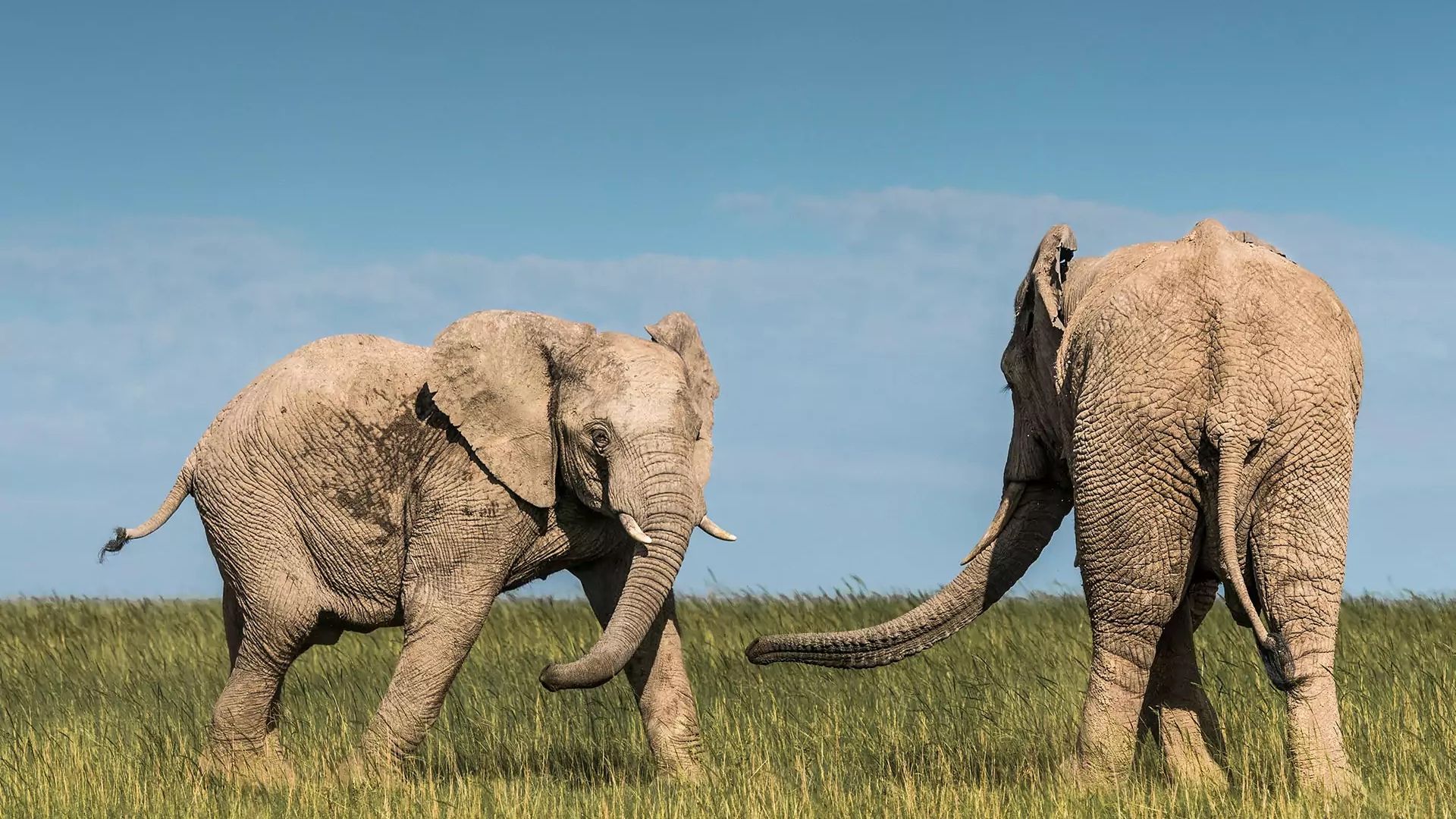 Nedbank Gravel Burn wildlife elephant