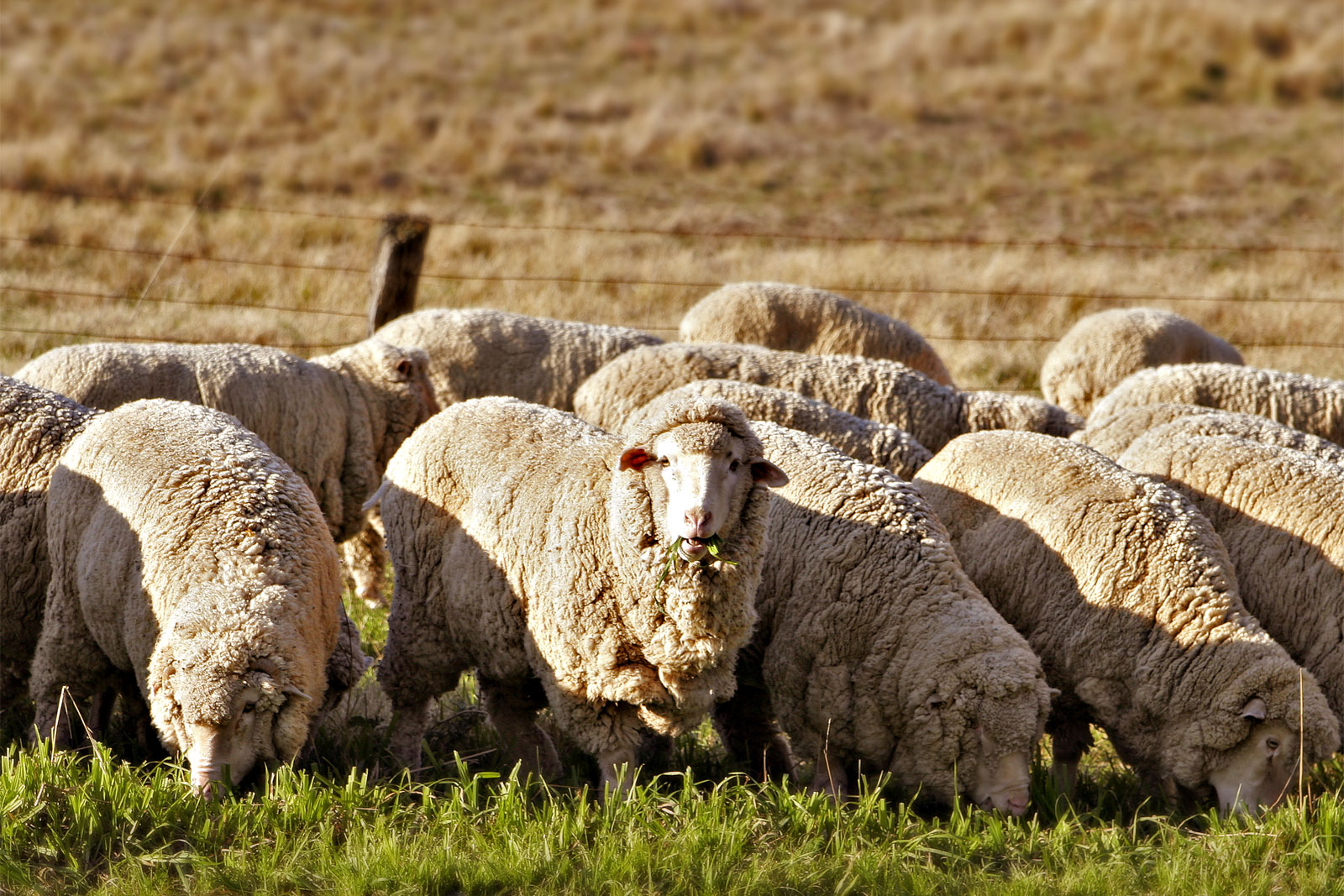 Merino Farms